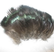 Capercailli breast feathers